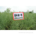 High quality Rapeseed Natural Rape seed